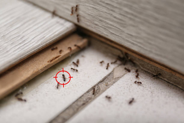 Best Wildlife Control Services  in Norwood Young America, MN