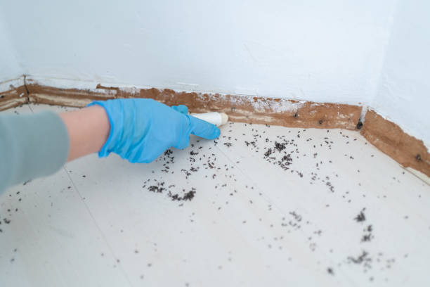 Best Bed Bug Extermination  in Norwood Young America, MN